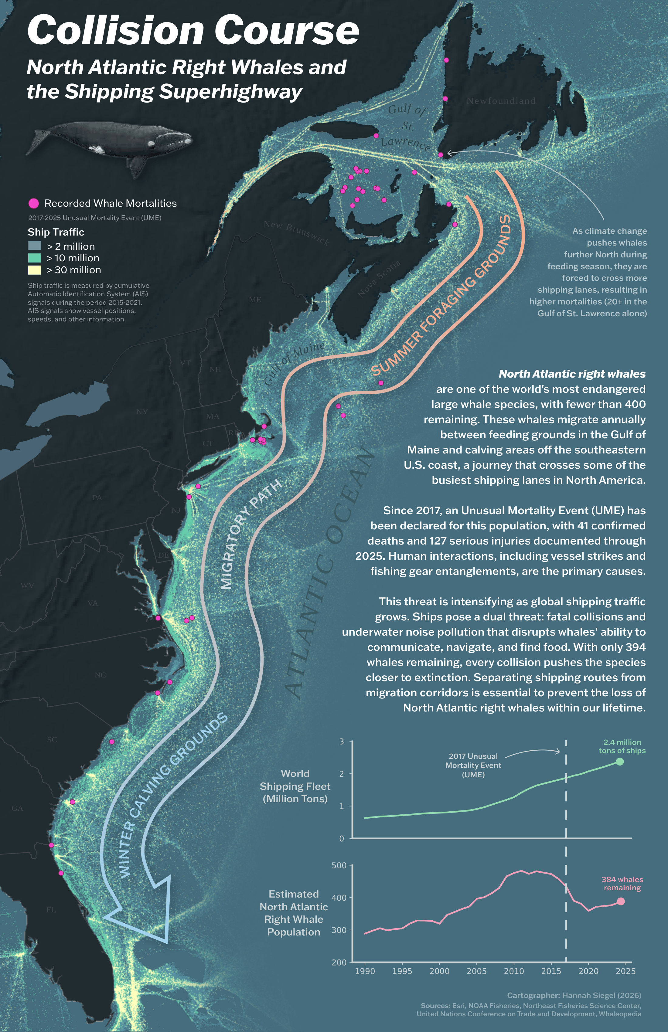 North Atlantic Right Whales Infographic